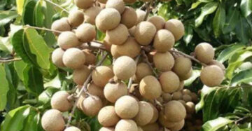 Longan Pingpong 30 - 50cm