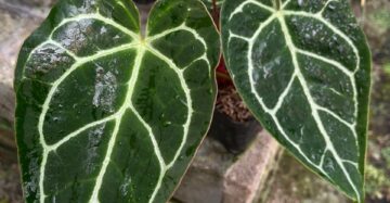 Anthurium Crystallinum Dark Form 1-3 Leaves