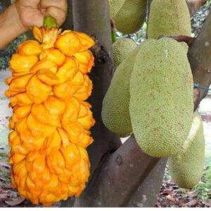 Jackfruit x Artocarpus Integer 30 - 50cm