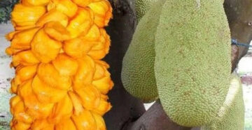 Jackfruit x Artocarpus Integer 30 - 50cm
