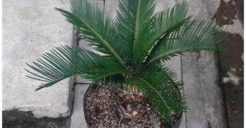 Cycas Revoluta Sago Palm 20 - 30cm
