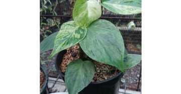 Philodendron Micans Variegata 2 - 4 leaves