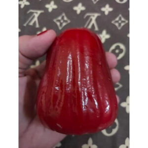 Jambos Giant Apple 30 - 50cm