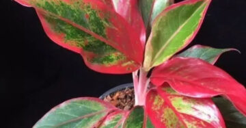 Aglaonema Moonlight 2 - 4 leaves