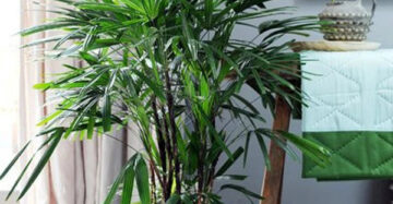 Rhapis Eccelsa Lady Palm 20 - 30cm