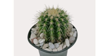 Echinocactus Grusonii medium size