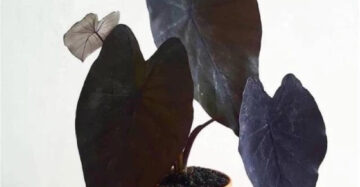 Colocasia Black Magic 2-3 Leaves