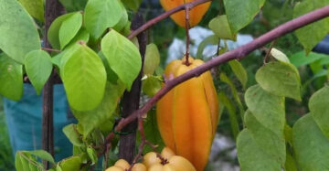 Starfruit Madu Jumbo 30 - 50cm