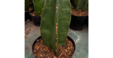 Cereus Peruvianus medium size