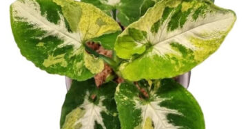Syngonium Scrumble Egg 2-3 Leaves