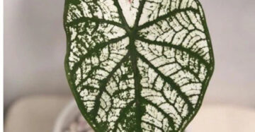 Caladium Snow White 2-3 Leaves