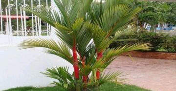 Lipstick Palm 20 - 30cm