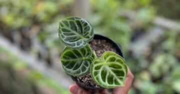 Anthurium Dorayaki Orthodox 2-3 Leaves