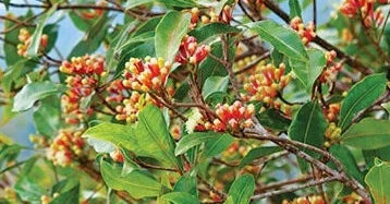 Syzygium Aromaticum 30 - 50cm
