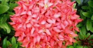 Ixora "RedFlower" 20 - 30cm