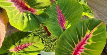 Colocasia Papua 2-3 Leaves