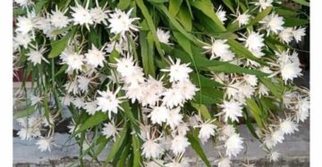Epiphyllum Oxypetalum White Flower 20 - 30cm