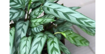 Calathea Bachemiana - 4 leaves