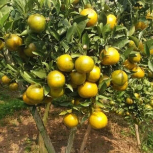 Citrus Pontianak 30 - 50cm