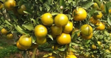 Citrus Pontianak 30 - 50cm