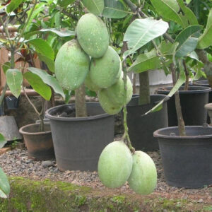 Mango Manalagi 30 - 50cm