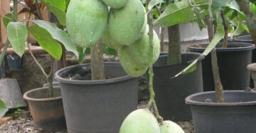 Mango Manalagi 30 - 50cm