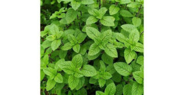 Mesona Palustris 30 - 50cm
