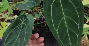 Anthurium Forgetii 2 - 4 leaves