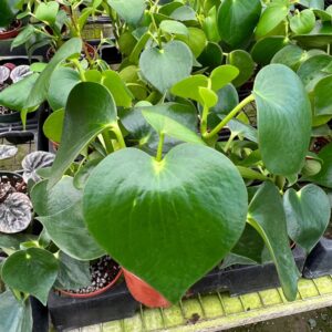 Pepperomia Arifolia 2-3 Leaves