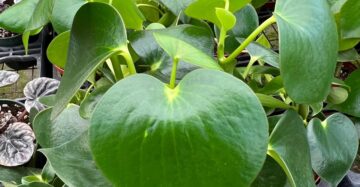 Pepperomia Arifolia 2-3 Leaves