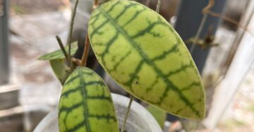 Hoya Gunung Gading 2-3 Leaves