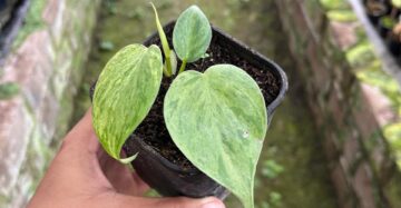 Philodendron Hederaceum Variegated 2-3 Leaves