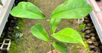 Hoya Albiflora 2-4 Leaves
