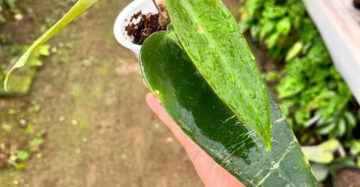 Hoya Archibuldiana 2-3 Leaves