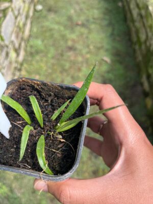 Hoya Acicuralis