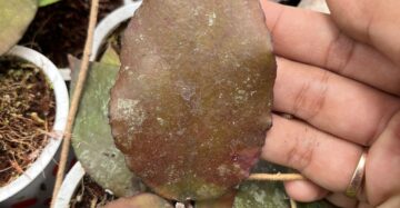 Hoya Caudata Red 2-3 Leaves