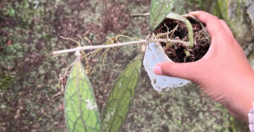 Hoya Clemensiorum Aceh 2-3 Leaves