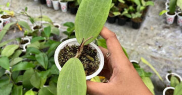 Hoya Folistachya 2-3 Leaves