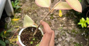 Hoya Sp Mamasa Red 2-4 Leaves