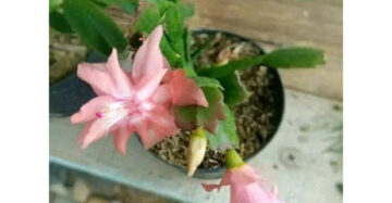 Epiphyllum Oxypetalum Orange Flower 20 - 30cm