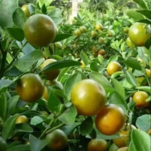 Citrus Kunci 30 - 50cm