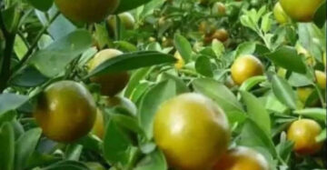 Citrus Kunci 30 - 50cm