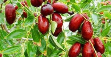 Ziziphus Jujuba 20 - 30cm