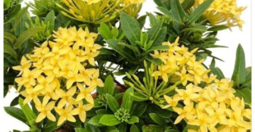 Ixora "Yellow Flower" 20 - 30cm