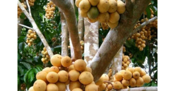 Lansium Malaysia 30 - 50cm