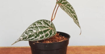 Piper Crocatum 2 - 4 leaves