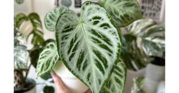 Anthurium Silver Blush 2 - 4 leaves