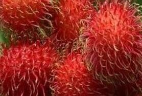 Rambutan Garuda Jumbo 30 - 50cm