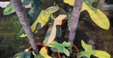 Philodendron Bipennifolium Variegated 2 - 4 leaves
