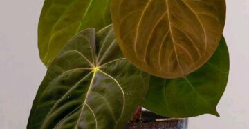 Anthurium Hofmanii - 4 leaves